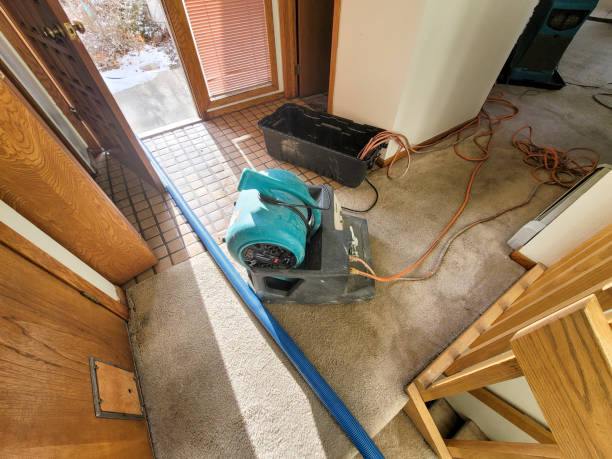 Best Water damage restoration mold remediation  in Windsor, CO