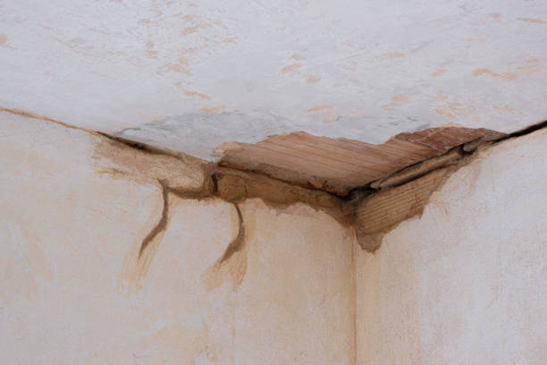 Best Mold removal after water damage  in Windsor, CO