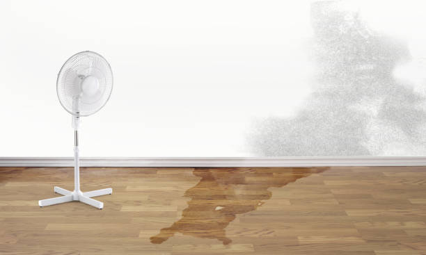 Best Carpet water damage restoration  in Windsor, CO