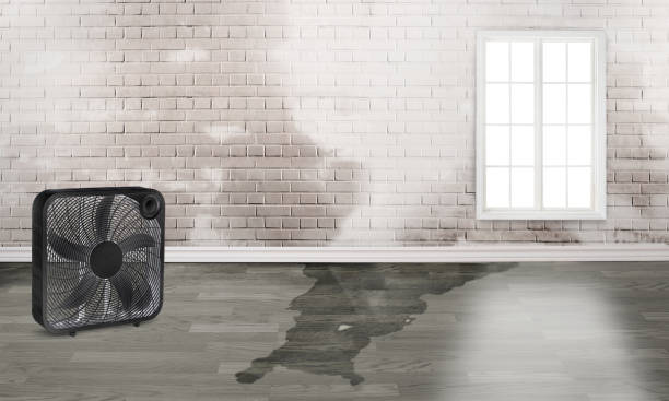 Best Basement water damage restoration  in Windsor, CO