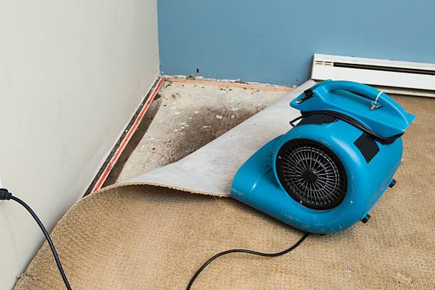 Best Mold removal after water damage  in Windsor, CO